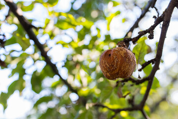Rotten apple fruit on tree at sunset, shallow depth of field, space for text.
