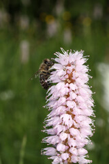 Honigbiene (Apis mellifera) auf der Blüte des Wiesenknöterich (Polygonum bistorta L). Thüringen, Deutschland, Europa