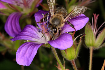 Eine Honigbiene auf der Blüte des Wiesenstorchschnabel (Geranium Pratense) Thüringen, Deutschland, Europa