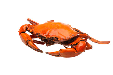 Sea crab on white