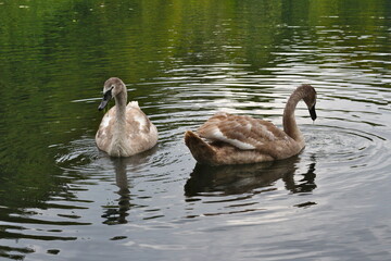Two young mute swans together in September, born earlier this year, still with grey feathers and dark beaks visible.