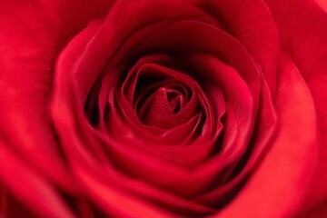 beautiful rose macro close-up in natural light