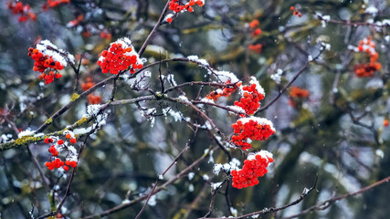 Snow-covered viburnum bush with red berries on a dark background
