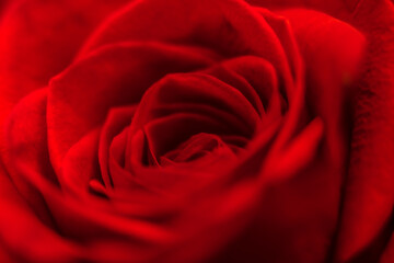 beautiful rose macro close-up in natural light