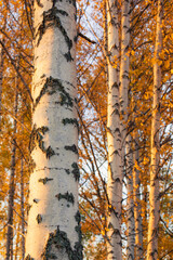 Birch tree and foliage in autumn colors