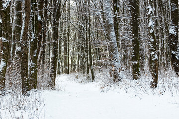 Snow-covered road in the winter forest, winter landscape