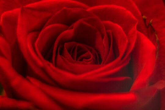 beautiful rose macro close-up in natural light
