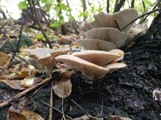 nature
