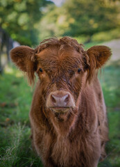 Close Up of a Baby Highland Cow in a Field in Scotland