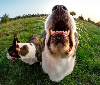 Funny corgi dog photographed with a fishye lens, funny distorted proportions of the muzzle