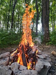 fire in the forest