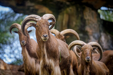 Herd of Moroccan mountain goat