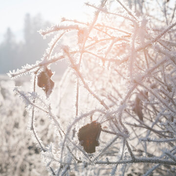 Frozen leafes in winter