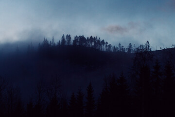 Blue Winter Morning - Fir Trees Surrounded by Moody Fog and Clouds