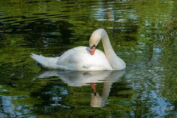 white swan swimming in the lake  and its reflection