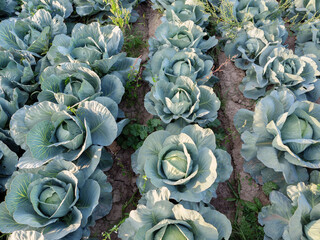 Heads of white cabbage growing in the field.