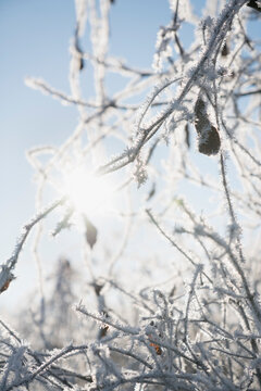Frozen leafes in winter