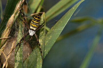 Wespenspinne mit Nest