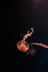 jellyfish in aquarium