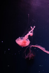 jellyfish in the water