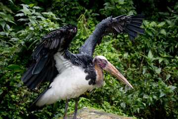 A Type of Ibis flapping it wings