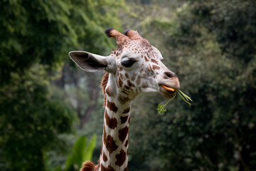 Giraffe Eating Carrots	
