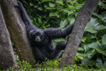 Siamang Monkey hanging on a tree