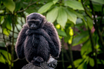 Portrait of a siamang Monkey thinking