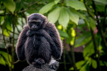 Fototapeta premium Portrait of a siamang Monkey thinking