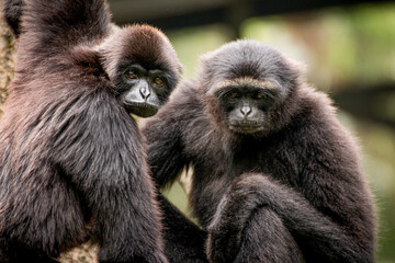 What are you looking at ? 2 siamang monkey looking together 