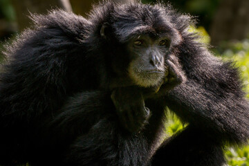 Siamang Monkey thinking about something