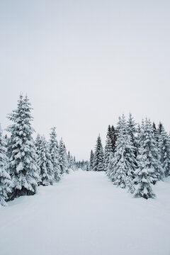 Snow-Covered Fir Trees in Scandinavian Forest