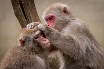 Japanese macaque is finding fleas 