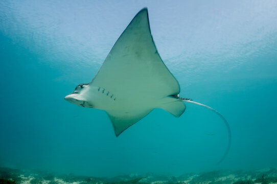 Eagle Ray Turn