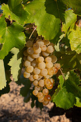 Uvas blancas en la cepa