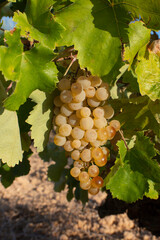 Uvas blancas en la cepa