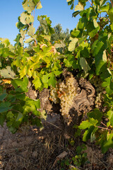 Uvas blancas en la cepa