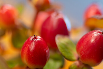 Red berry hypericum with green leaves in bouquet