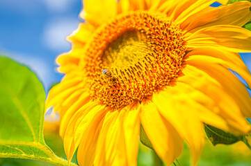 Obraz premium a bee in pollen extracts nectar from a yellow sunflower Helianthus on a field on a sunny day