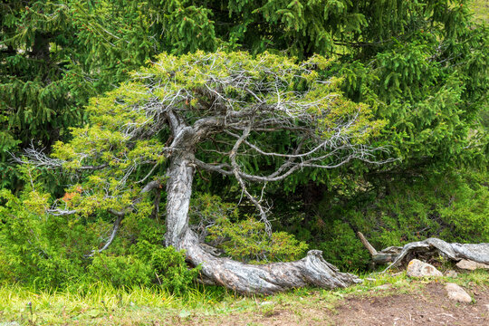 Swirling Haloxylon tree in the Tien shan mountains, Kazakhstan