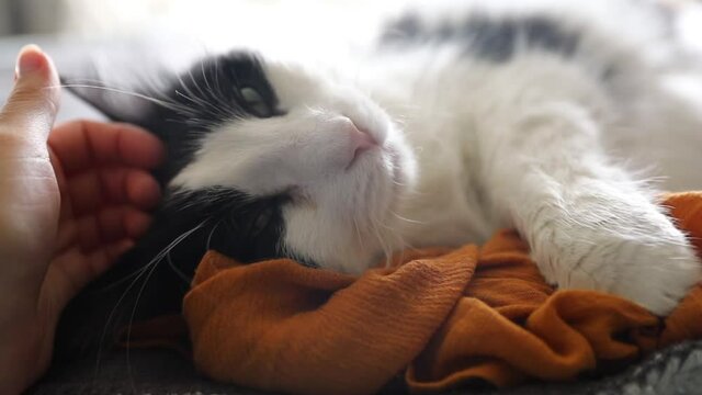 Cat being petted while snuggling up with owner's t-shirt