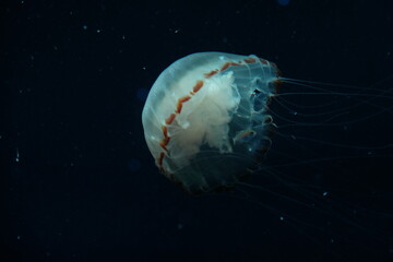 jelly fish in the sea