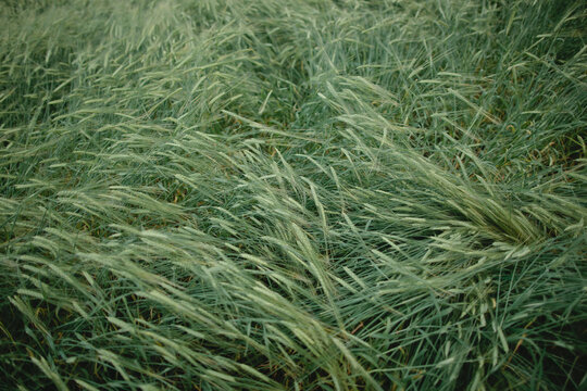 Summer field on green unripe wheat