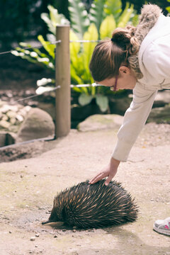 close encounter with an echidna