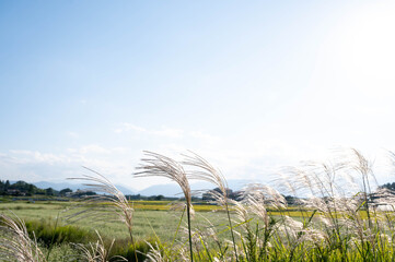 田園とススキと空　そば畑