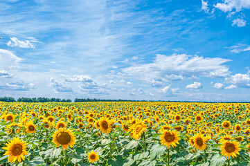Obraz premium blue sky with clouds over huge field of yellow sunflowers Helianthus in summer