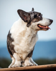 Obraz premium Handsome Gray Corgi Dog Shows Standard Stance And Portrait B Pet Training