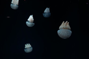 Jellyfish in the sea.