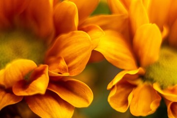 orange yellow daisy flower macro close-up