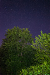 several trees at night and a starry sky with bright stars above them